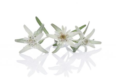 Verrijkt met Edelweiss-extract, dat anti-aging eigenschappen heeft die de stevigheid en elasticiteit verbeteren, en helpt de jeugdige uitstraling van de huid te behouden.